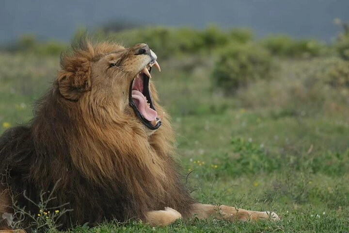 Private Full-Day Addo Elephant National Park  - Photo 1 of 19